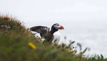 Vestmannaeyjar and Puffins Guided Tour from Reykjavik