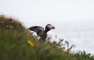 A puffin in Storhofdi preparing to take flight.