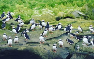 A colony of puffins congregate on the rocky ground in Iceland.