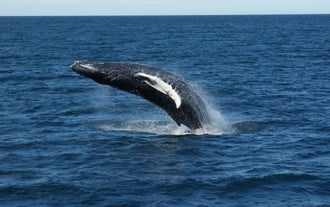 Humpback whales are known for their dramatic surfacing behavior.