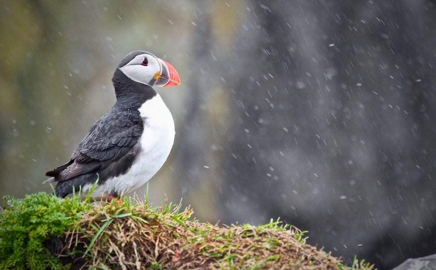 Atlantic puffin in Iceland in July standing on mossy cliff in light rain during summer nesting season.