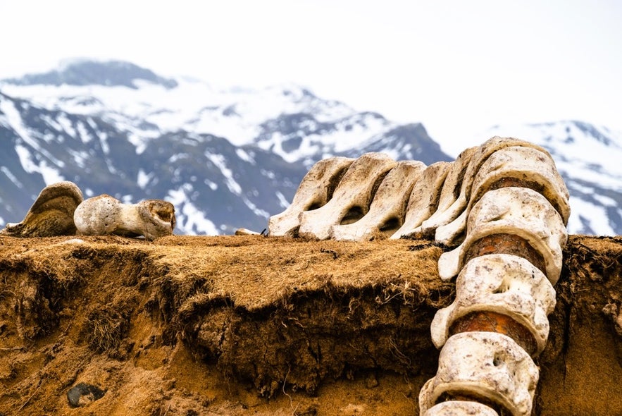 Whale bones on display near Ytri Tunga Beach with snow-covered mountains in the background on the Snaefellsnes Peninsula.