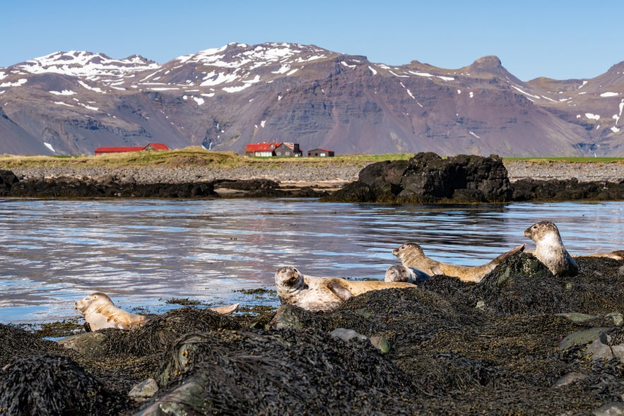Seals resting on seaweed-covered rocks at Ytri Tunga Beach, Iceland, with snow-capped mountains in the background.