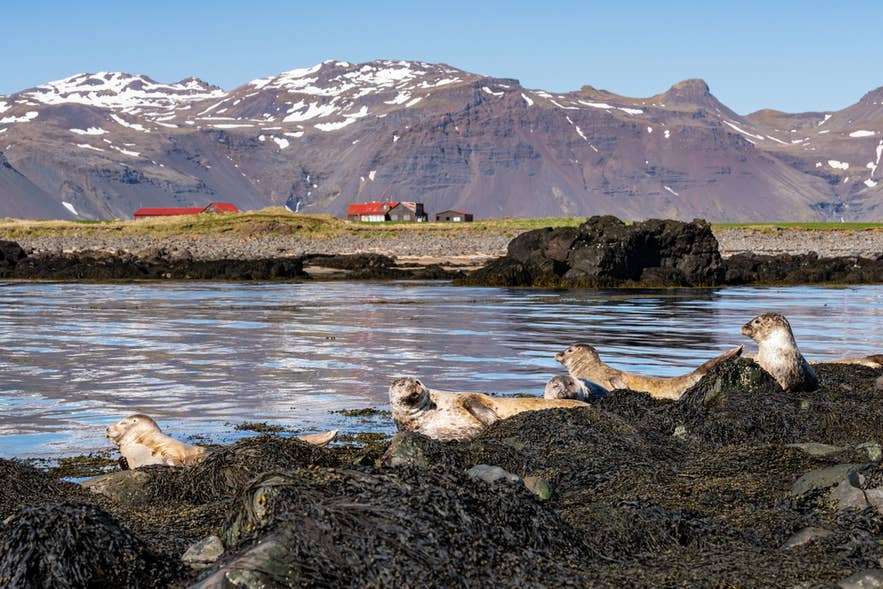 Seals resting on seaweed-covered rocks at Ytri Tunga Beach, Iceland, with snow-capped mountains in the background.