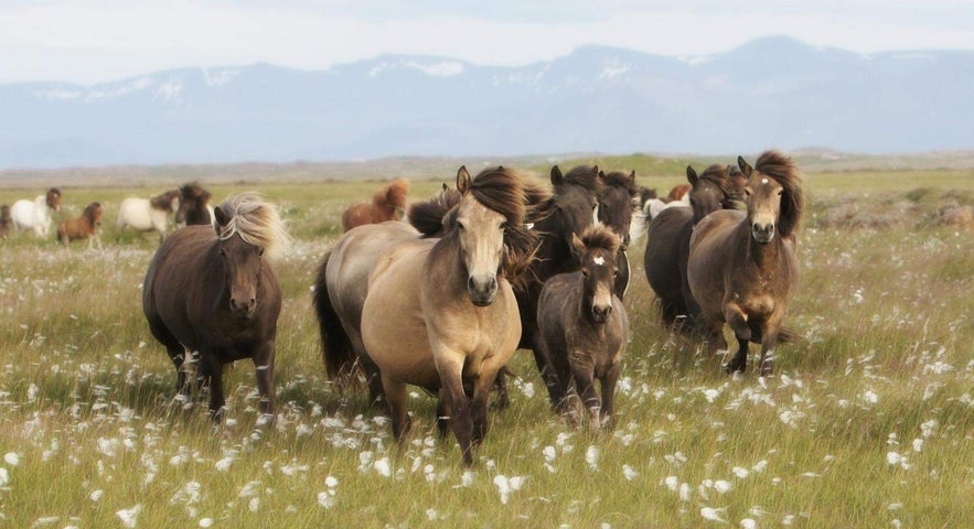 Icelandic horses roaming freely at Hestaland Guesthouse horse farm, a photo spot for those vacationing in Iceland. 