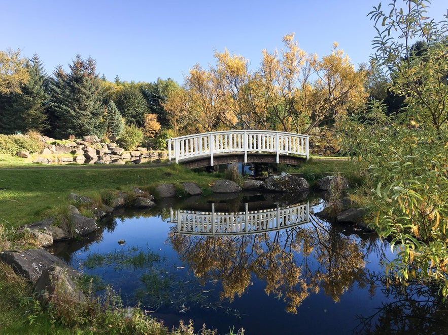 A white wooden bridge crosses a small pond, reflecting trees and clear blue sky in Iceland.