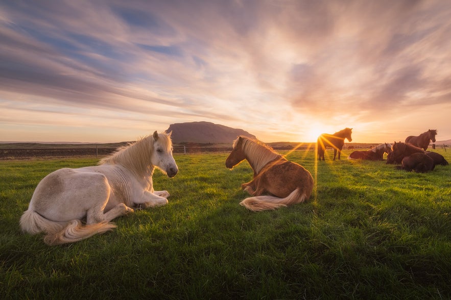 Icelandic horses rest on a grassy field at sunset beneath a cloudy sky, with golden light casting long shadows across the pasture.
