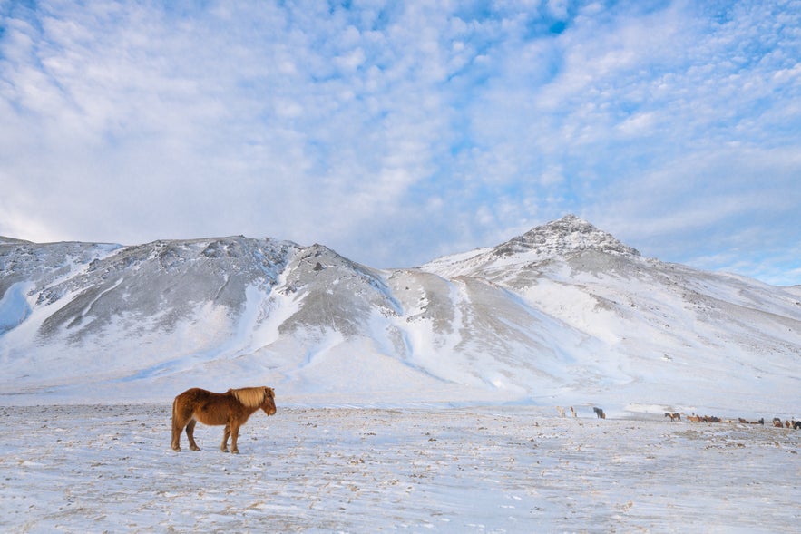 An Icelandic horse stands in a snowy field with snow-covered mountains in Iceland.