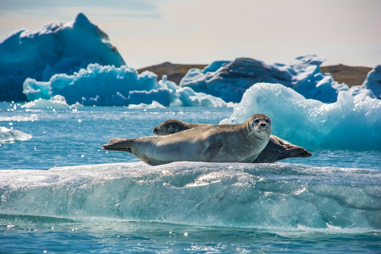Seals lounging on blocks of ice in Jokulsarlon, seen during a tour from Djupivogur.