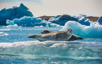 Seals lounging on blocks of ice in Jokulsarlon, seen during a tour from Djupivogur.