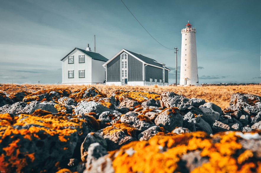 Grotta Lighthouse in Iceland beside two buildings, with lava rocks and yellow moss in the foreground under a clear sky.