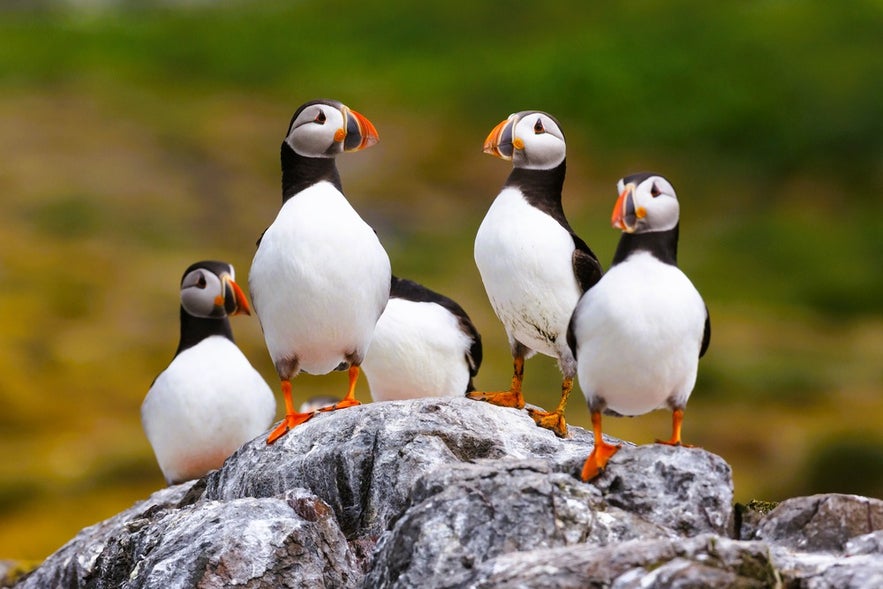 Puffins standing on coastal rocks spotted while driving in Iceland in August near Latrabjarg Cliffs in the Westfjords.