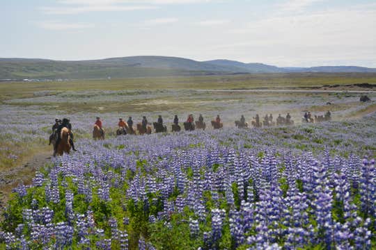 Golden Circle Horseback Riding Tour by the Geysir Geothermal Area