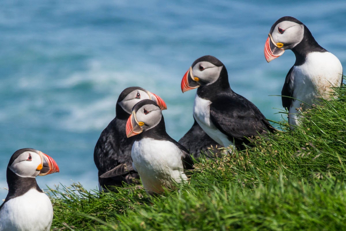 A group of puffins rest on a grassy patch in the South Coast of Iceland.