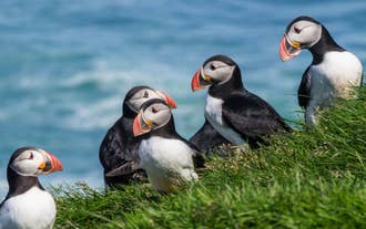 A group of puffins rest on a grassy patch in the South Coast of Iceland.