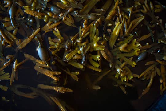 Seaweed Bath Experience in East Iceland with Natural Ocean-Fed Spa Waters