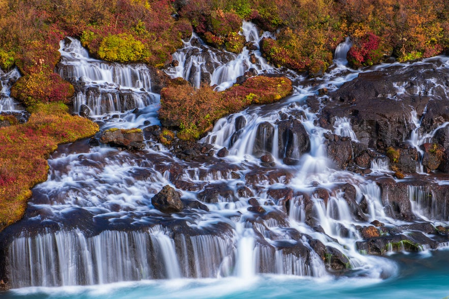 Hraunfossar Waterfall flows through lava rocks and autumn-colored foliage into a turquoise river in West Iceland.