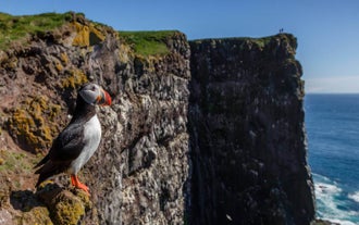The Latrabjarg sea cliffs are one of the most dramatic places to witness puffins in Iceland.