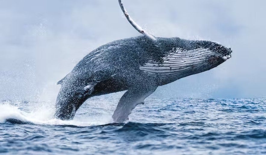 A whale leaps out of the water and creates a splash.