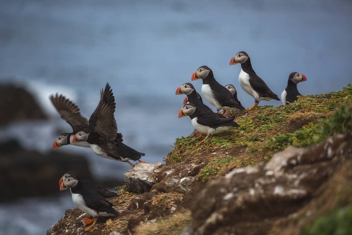 Puffin Watching Jet Ski Tour from Reykjavik | Guide to Iceland