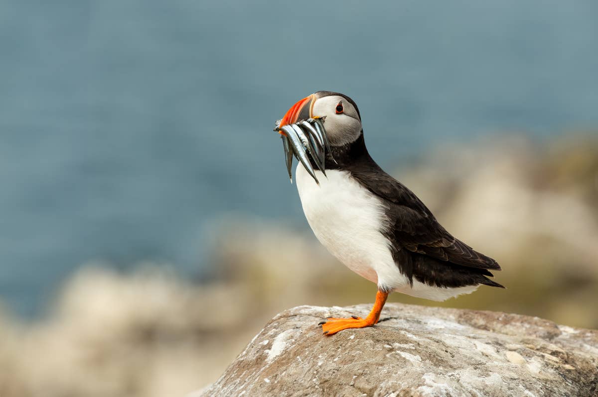 Puffin Watching Jet Ski Tour from Reykjavik | Guide to Iceland