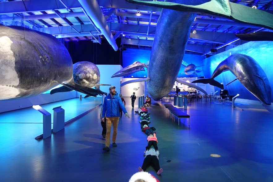 Vierailijoita luonnollisen kokoisten riippuvien mallien keskellä Whales of Iceland -näyttelyssä.