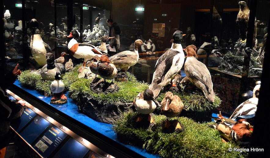Sigurgeir's Bird Museum, Fuglasafn Sigurgeirs in Icelandic, is home to Iceland&rsquo;s most extensive private bird collection.
