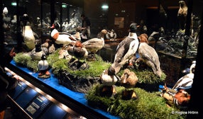 Sigurgeir's Bird Museum