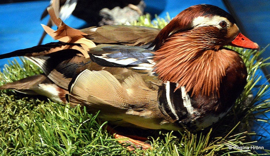 A stuffed duck at Sigurgeir's Bird Museum at Lake Myvatn.