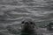 Curious_Leopard_seal.jpg