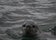 Curious_Leopard_seal.jpg