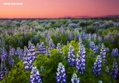 IJsland in de Lente - De Ultieme Reisgids