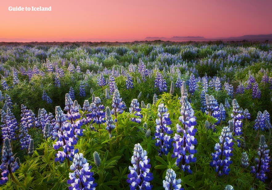 Los altramuces empiezan a florecer en primavera en Islandia