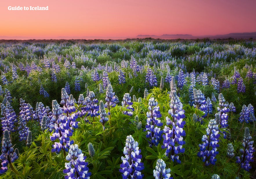 Les lupins commencent à fleurir au printemps en Islande Les lupins commencent à fleurir au printemps en Islande