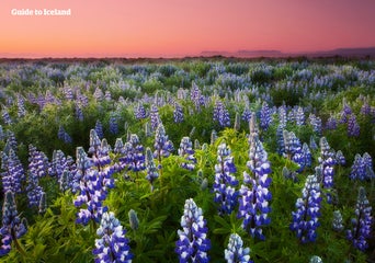 Lupines_unknown_summer_WM.jpg