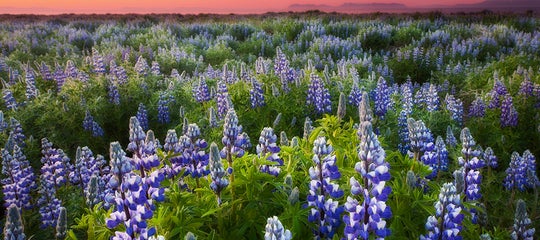 Lupines_unknown_summer_WM.jpg