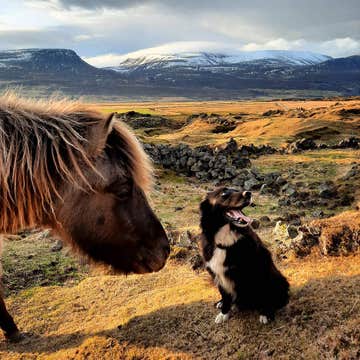 Family-Friendly Horse Riding Tour in Husavik