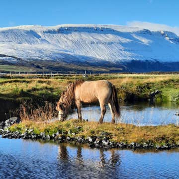 Family-Friendly Horse Riding Tour in Husavik