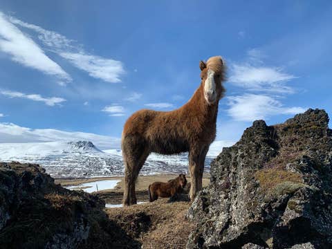 Family-Friendly Horse Riding Tour in Husavik