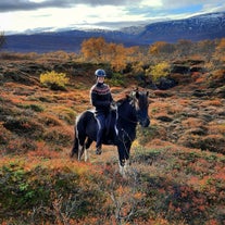 Beginner-friendly horseback riding tour in Hraunkot, North Iceland, through lava fields and birch forests.