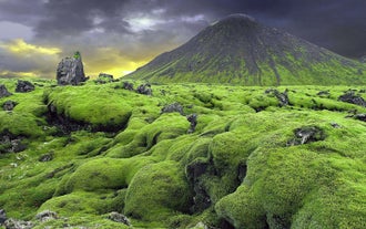 Nature's green carpet - a moss-covered field in Thorsmork Valley, Iceland.