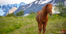 The beautiful Svarfaðardalur Nature Reserve and Húsabakki in North Iceland