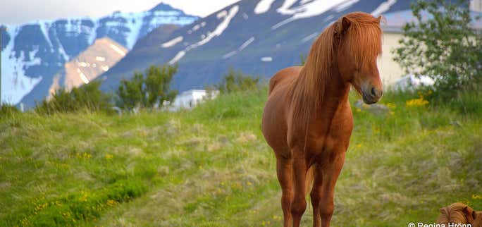 The beautiful Svarfaðardalur Nature Reserve and Húsabakki in North Iceland