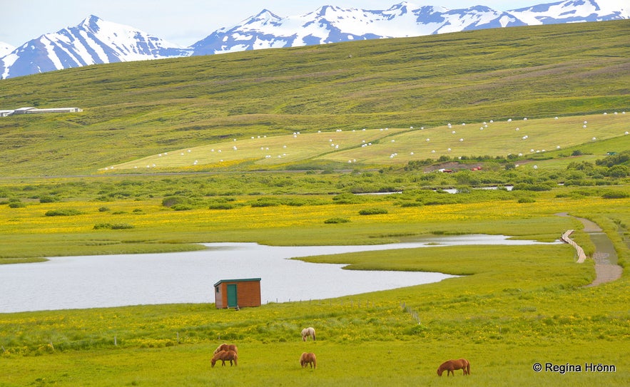 The beautiful Svarfaðardalur Nature Reserve and Húsabakki in North Iceland