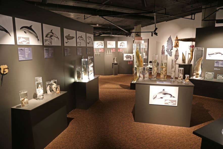 アイスランドのファロロジカル博物館の展示室