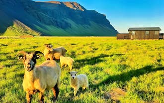 Sheep grazing in a lush green valley with mountains in the background at Green Farm Stay.