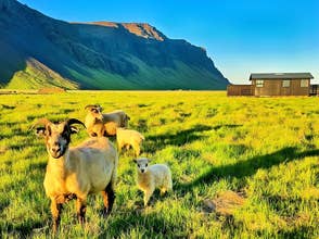 Sauer beiter i en frodig, grønn dal med fjell i bakgrunnen ved Green Farm Stay.