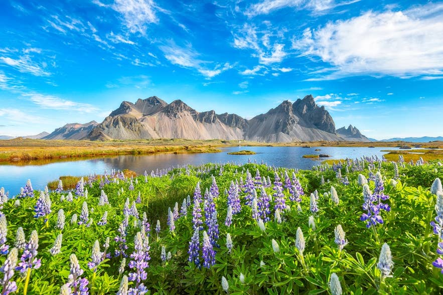 Lupines bloom by a calm lake with Vestrahorn mountain in the background under a bright blue sky in Iceland.