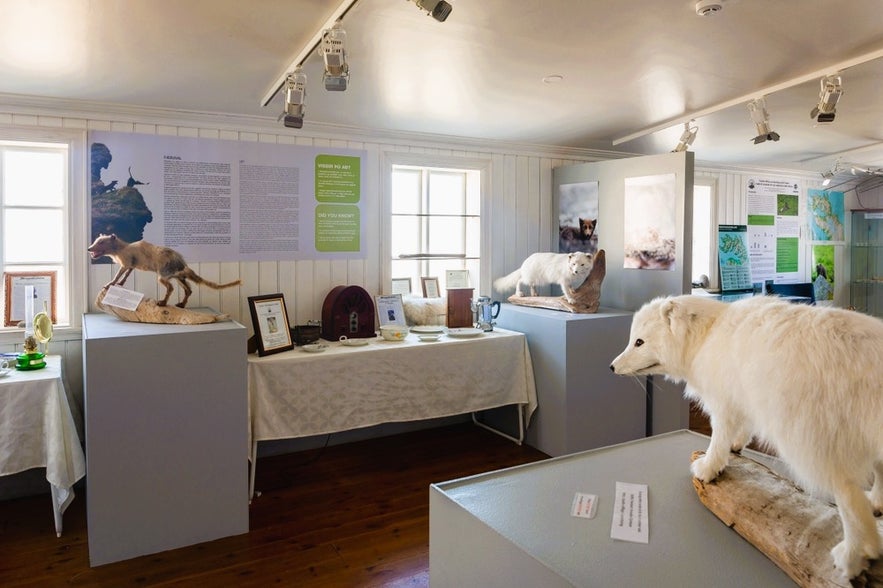 Arctic wildlife exhibit at Sudavik Arctic Fox Centre, a fascinating part of the best things to do in Isafjordur, Iceland.