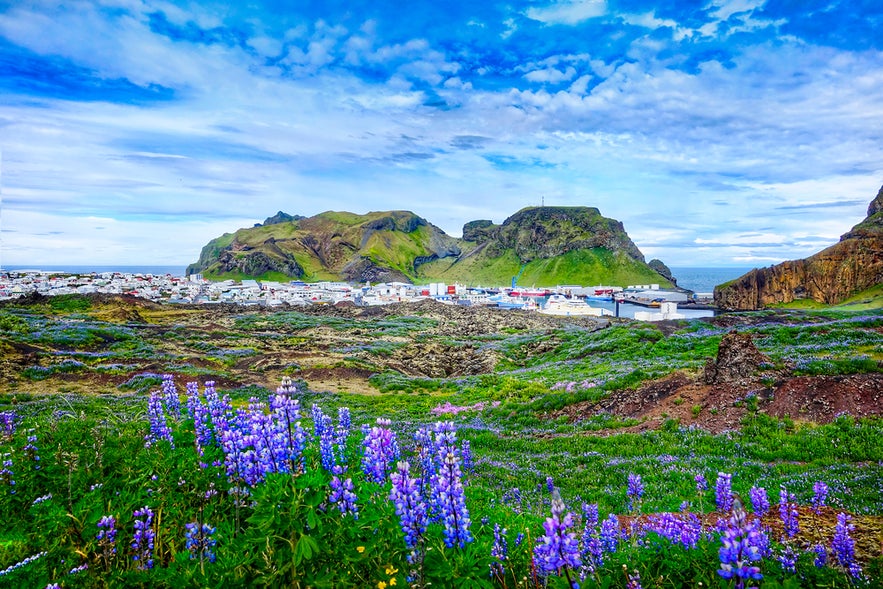 Colorful lupines bloom in Vestmannaeyjar town on Westman Islands, with rugged green cliffs and ocean in the background.